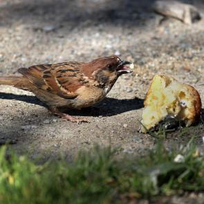 ����: ����� �������� �������