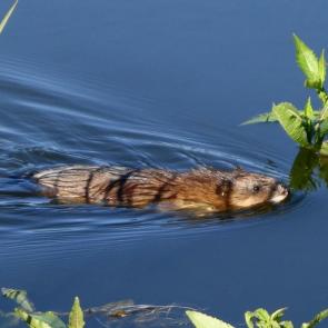 ����: �������