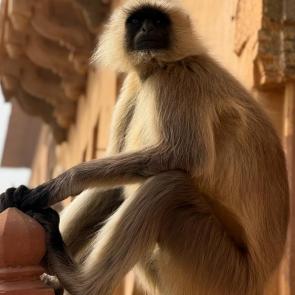 ����: ���������� 