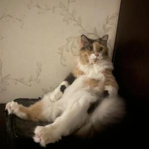 ����: ����� 