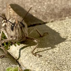 ���� ��������: ��������