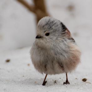 ���� ��������: ������ 