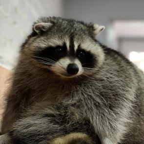 ����: ��� ����� 