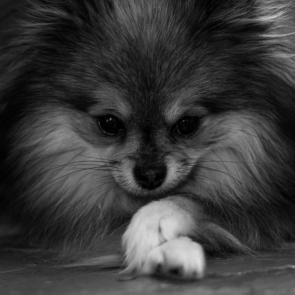 ����: ���