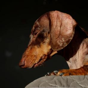 ����: �����