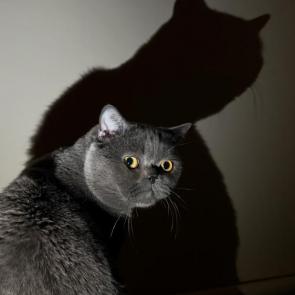 ����: ��� ����������?