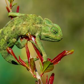 ���������� ��������