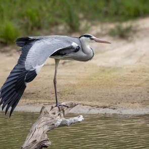 ����: ����� �����.