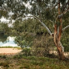 ����: ��������