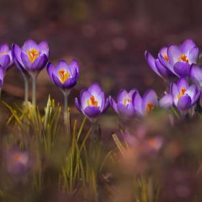 ����: �������� �������. 