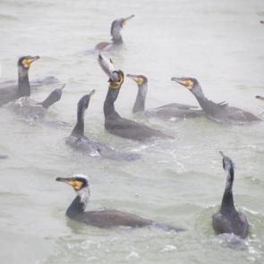 ��� ����