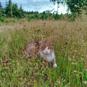 ���� � �����