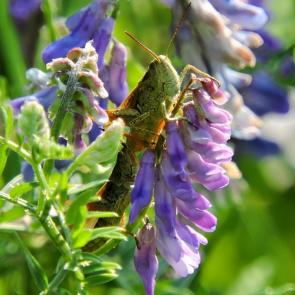 ���� ��������: 