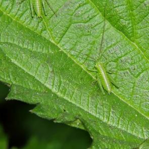 ���� ��������: 