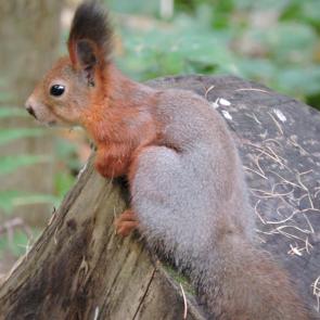 ���� ��������: 