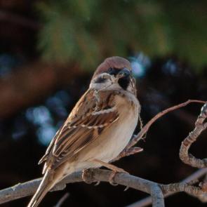 ��� ����