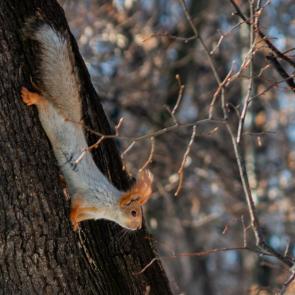 ���������� ��������