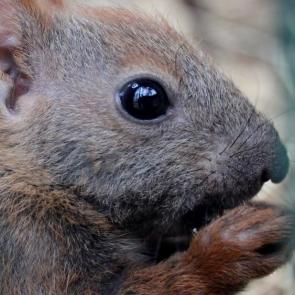 ���������� ��������