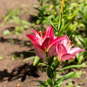 ���� ��������: 
