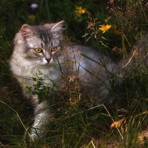 ���� � �����