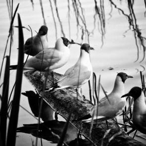 ��� ����