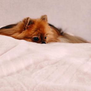 ����: ������ ������