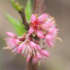 ���� ��������: �������� 