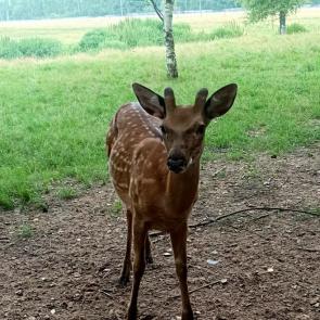 ����: ��������