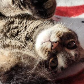 ����: ����� ��� 