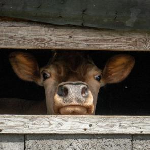 ����: ������ �������