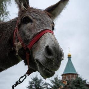 ����: ���������� ��������