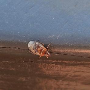 ��������� � ����� �� ����������