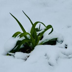 ���� ��������