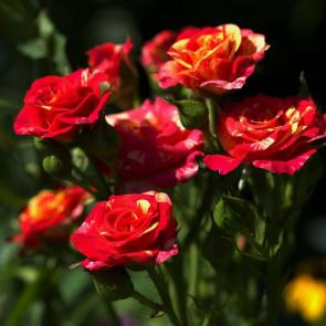 ���� ��������: ����� �� ���