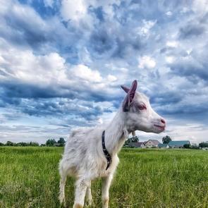 ���������� ��������