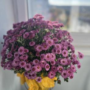 ����: 