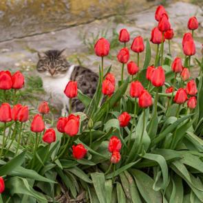 ����: ����� � ����������