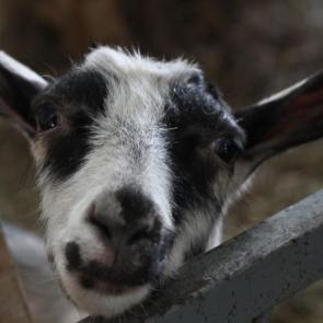 ����: ����� �����