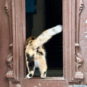 ����: �����. ��� �����