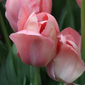 ���� ��������: ��������