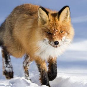 ����: ����� ������ 