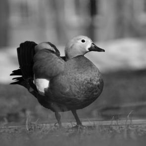 ����: �����