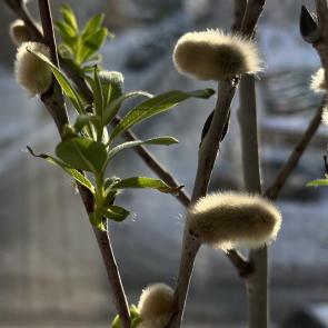 ���� ��������: 