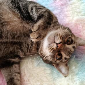 ����: ������� 