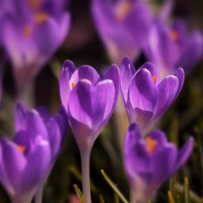 ���� ��������: ��� ��������. 