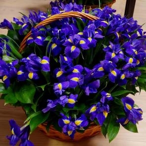 ���� ��������: 