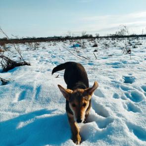 ����: ���� �� ��������