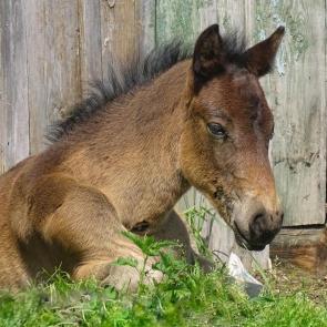 ����: ��������