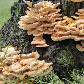 ���� ��������: 