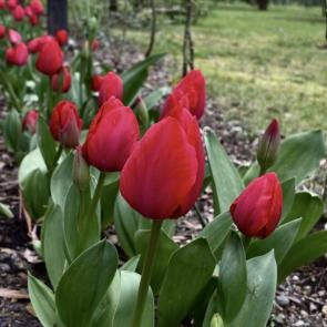 ����� ����� �������